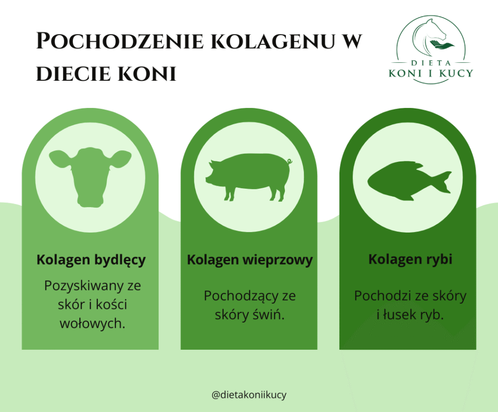 Kolagen w diecie koni pochodzenie