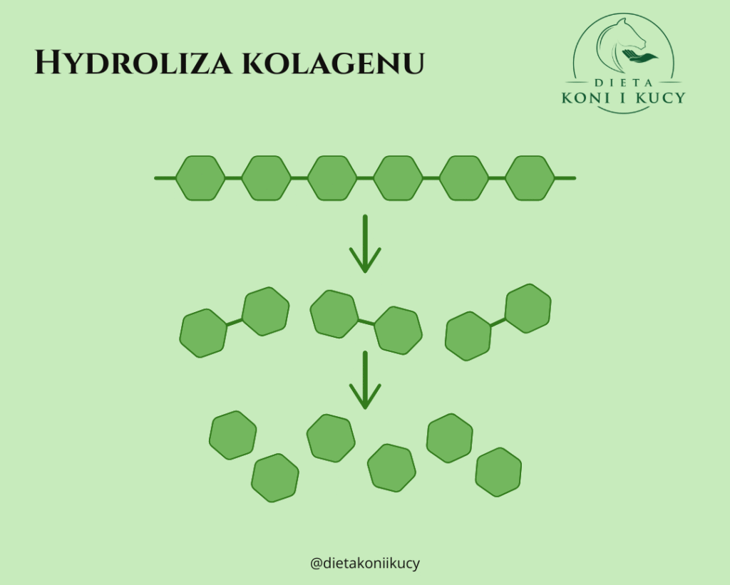Hydroliza kolagenu dla koni