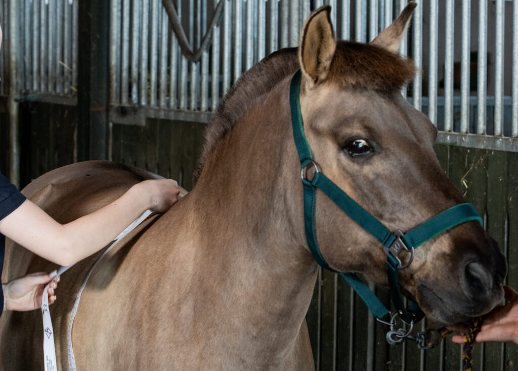 Dietetyk dla koni na konsultacji dietetycznej mierzy konia