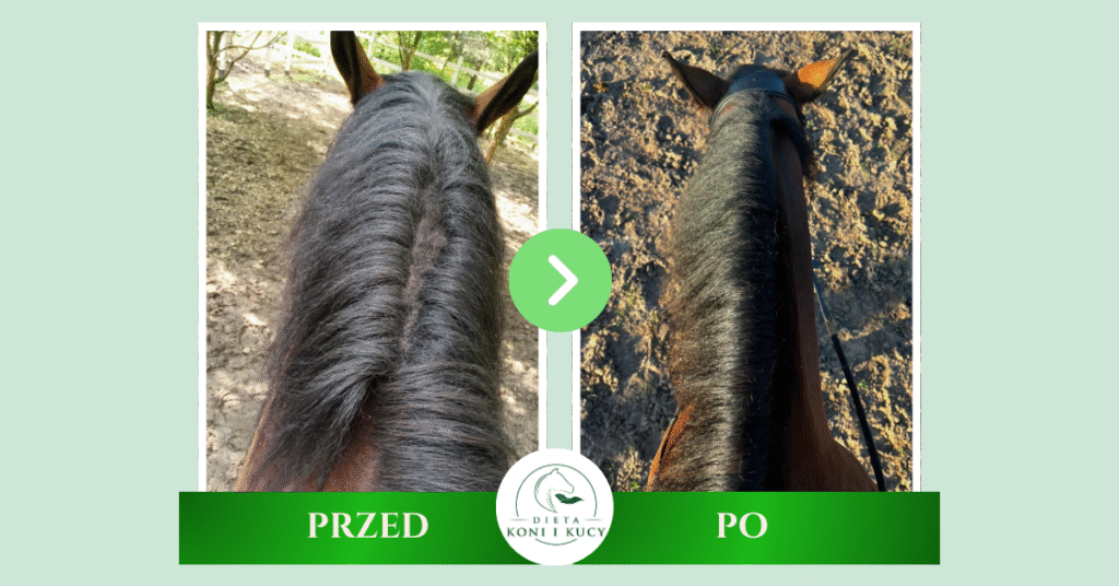 Lipcówka u koni przed i po
