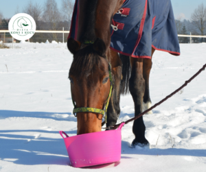 Read more about the article Mesz dla koni – moda czy realne wsparcie terapeutyczne?