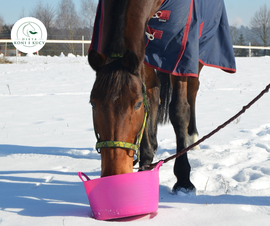 Read more about the article Mesz dla koni – moda czy realne wsparcie terapeutyczne?