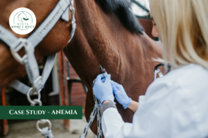 Read more about the article Anemia u koni – Dlaczego suplementacja żelaza nie działa?