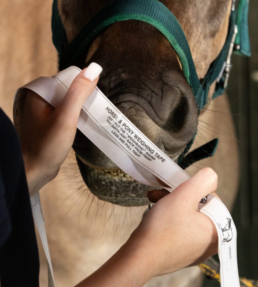 Dietetyk dla koni pomiary